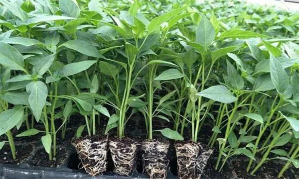 怎样判断辣椒苗是否健壮?如何培育辣椒壮苗？