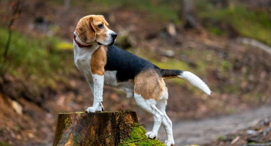 怎样训练比格犬不淘气