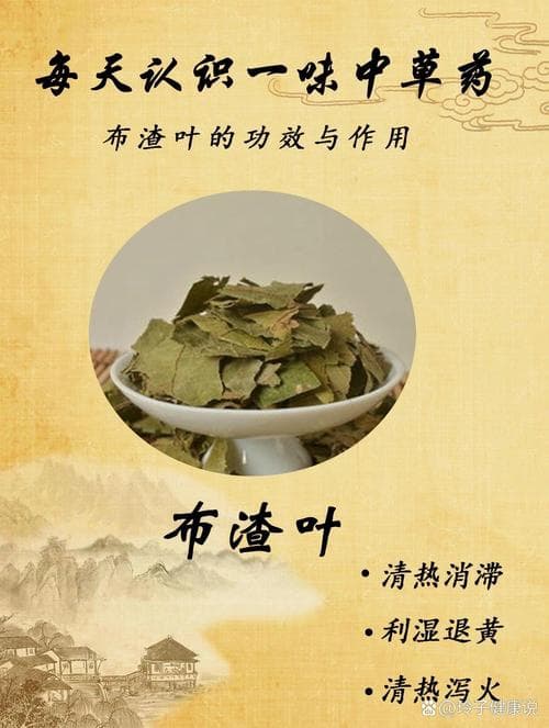 布渣叶的功效，揭示中药之神奇魅力