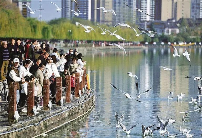 来汉中越冬，与市民亲密接触，16年来——红嘴鸥从10余只增至4000余只