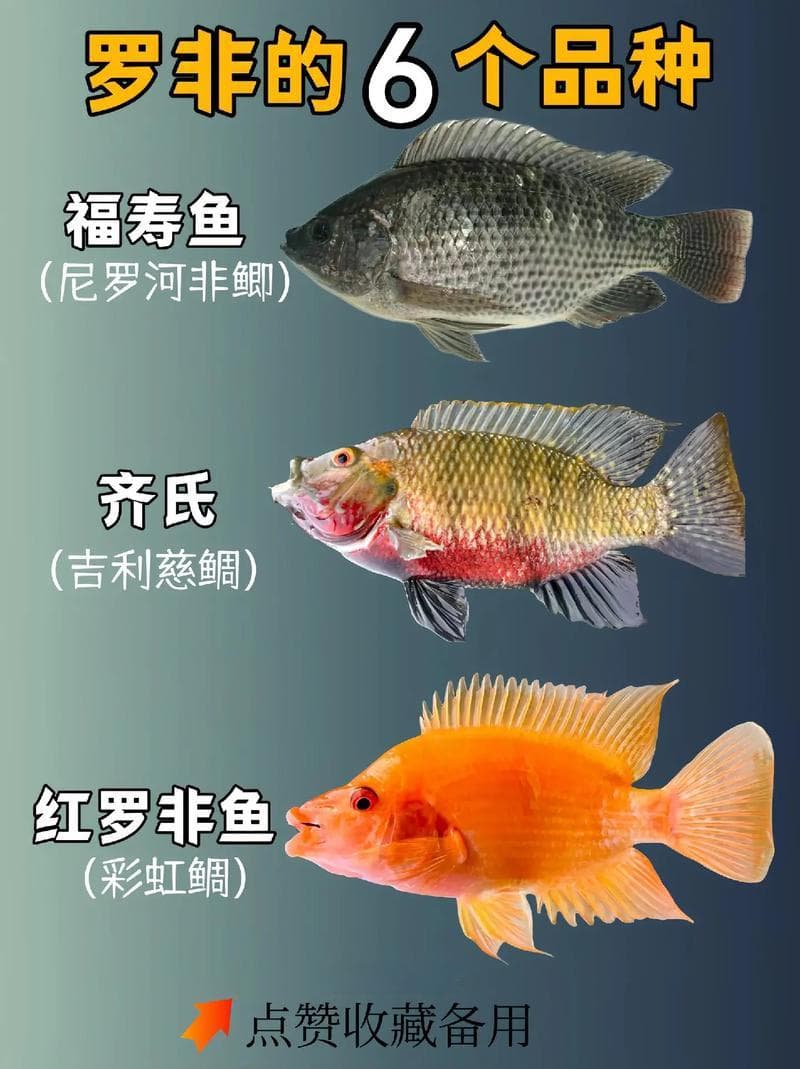 罗非鱼在多少度低温下可生存