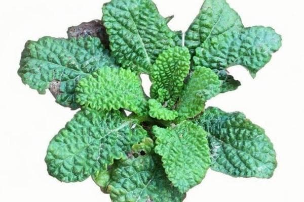 荔枝草的功效与禁忌：一种传统中草药的全面解析