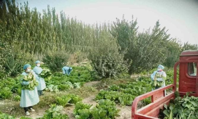 四季蔬菜的上市时间（了解蔬菜成熟季节，吃到新鲜营养）