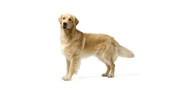 金毛寻回犬