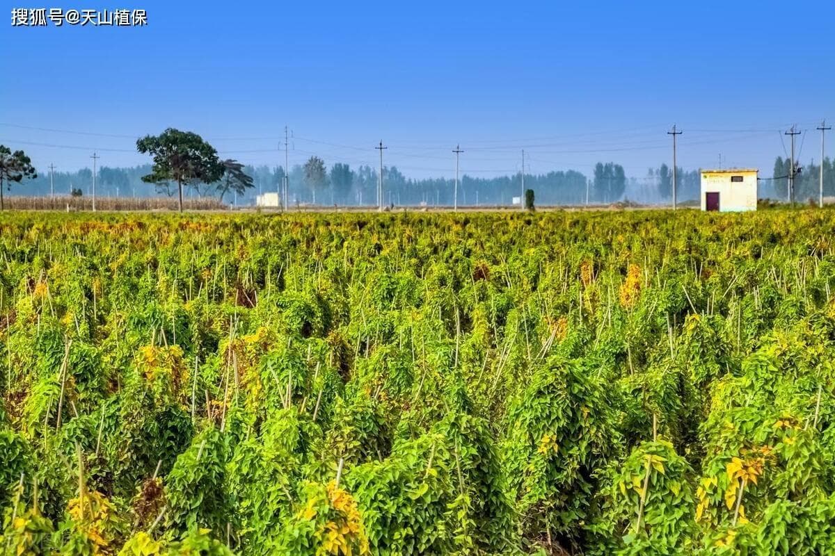 山药种植技术方法