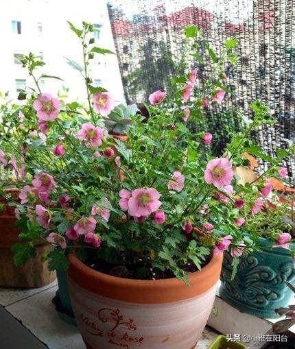 小木槿花，掐个枝，扔土里就长根，一年开花120天，繁花似锦