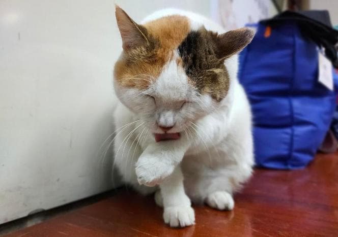 别再忽视！猫咪这些隐藏信号竟在默默求救，千万别踩雷！