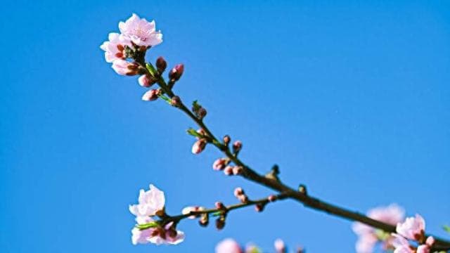 浦东桃花朵朵开还要等多久？气象局最新花期预报来了