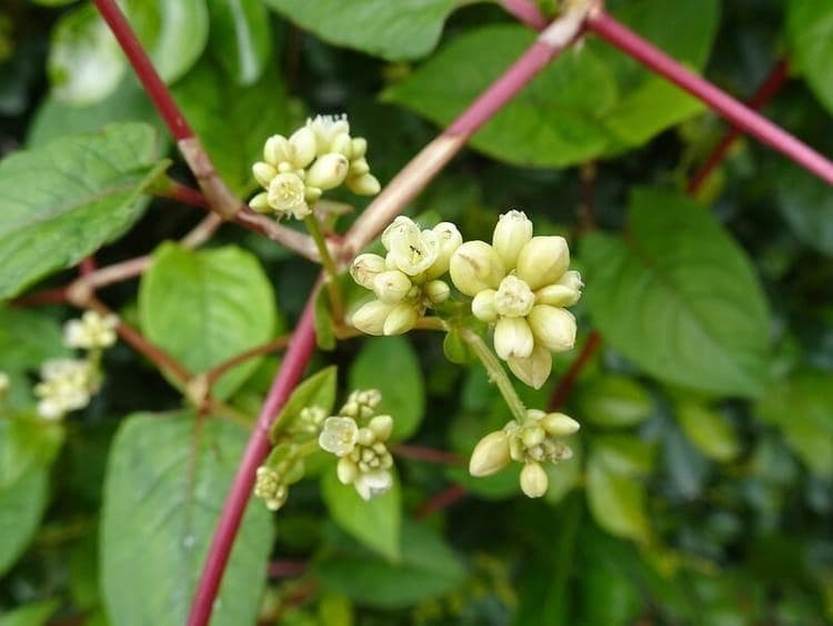 火炭母：东亚常见草本植物，兼具食用与药用价值