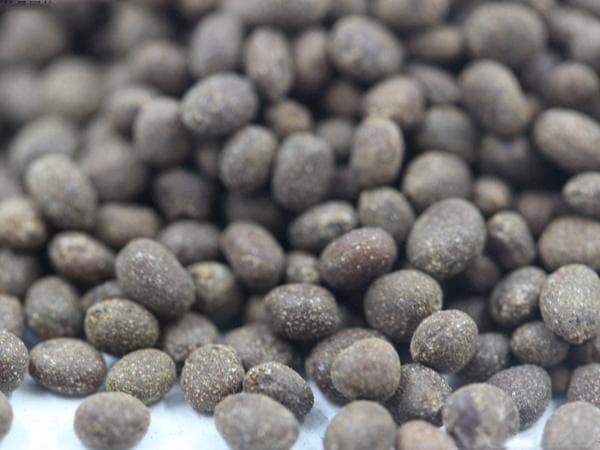 凤仙花种子什么时候播种,凤仙花种子的播种技巧