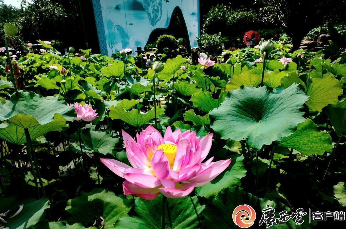 南宁东、南宁北、南宁站，去南宁玩在哪个站下车？