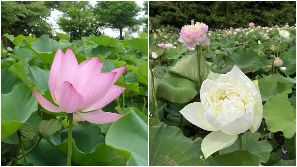 荷花、莲花、睡莲傻傻分不清？可观赏可食用“这1种”还可当小船