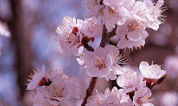 历史的尘埃——王湾《次北固山下》带你感受早春之美思乡之情