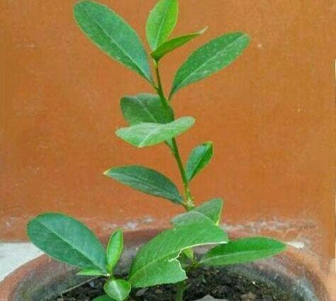 正确浇水方法让您的柠檬树更茁壮（柠檬树的浇水时间、频率、水量及注意事项）