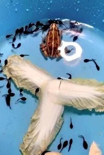 家养小蝌蚪吃什么食物