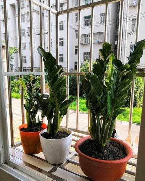 红薯高产种植管理全攻略：从品种选择到病虫害防治