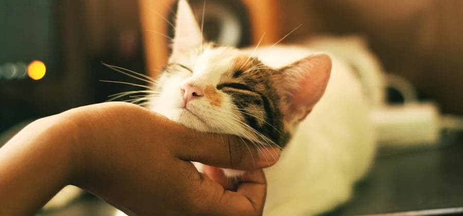 猫meme表情包视频，流量时代下负面情绪的解药