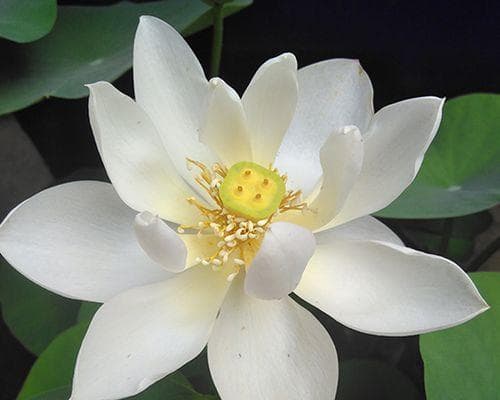 白莲花的象征意义与寓意（深入探索白莲花的文化内涵和精神价值）