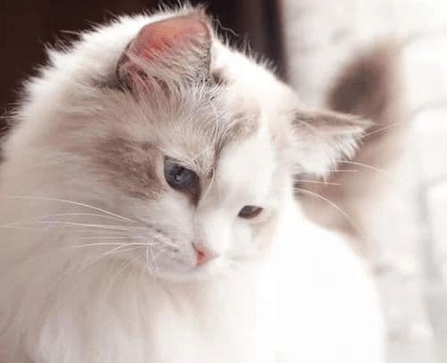猫咪闭尿怎么办？症状识别与紧急处理全攻略