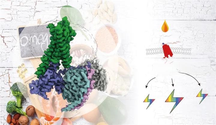 吃这种脂肪为什么能减肥？浙大团队最新成果告诉你