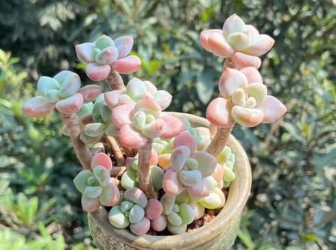 多肉喜欢阳光还是阴凉的地方？没阳光能养吗？