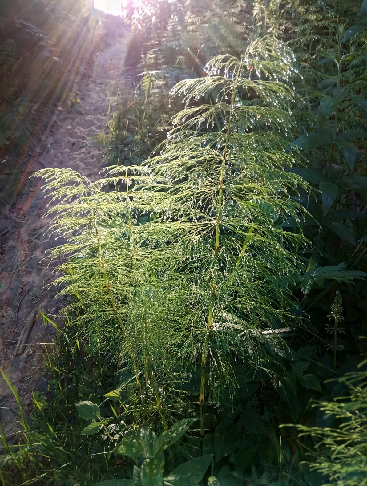 「Pteridophyte」蕨类植物-分类系统介绍