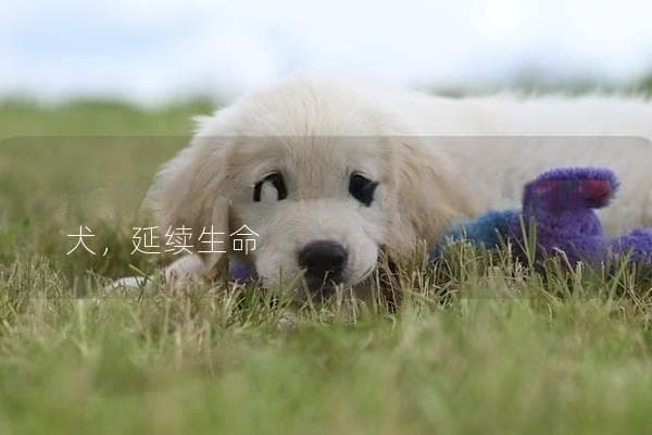 狗狗要死了怎么办？如何及时救助爱犬，延续生命