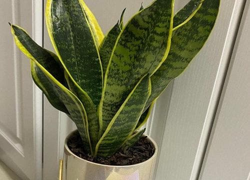 怕光植物盆栽有哪些 不需要太多阳光的花卉植物