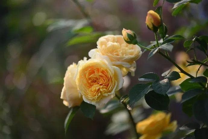 手把手教你打造月季花墙和花柱