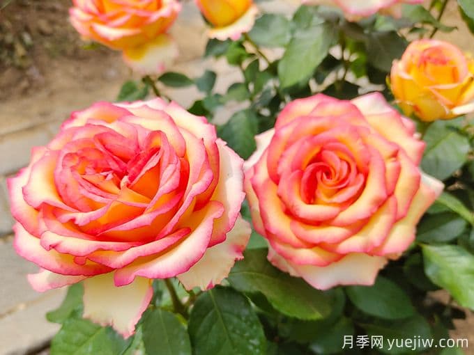 月季花养护全攻略：从温度到繁殖的全方位指南