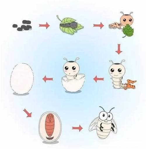 蚕怎么褪皮？详解蚕蜕皮的每一个阶段和常见问题!
