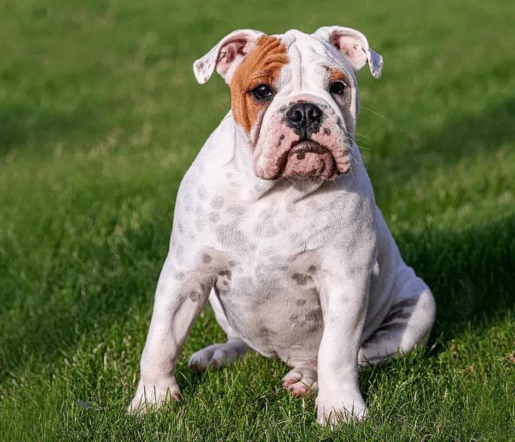 最适合公寓饲养的犬种：十大低能耗犬种（附照片！）