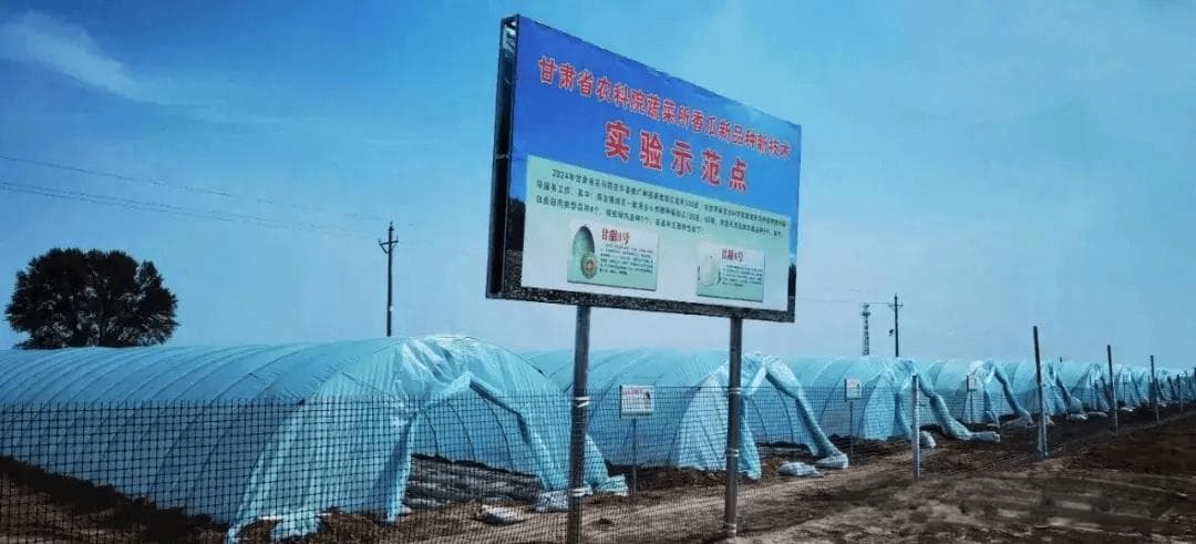 甘肃环县：120座拱棚种香瓜，“羊+瓜”模式促农民增收