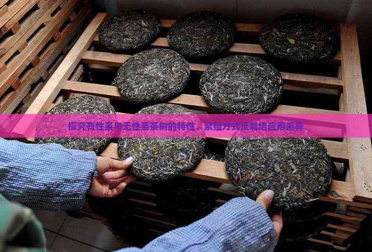 探究有性系与无性系茶树的特性、繁殖方式及栽培应用差异