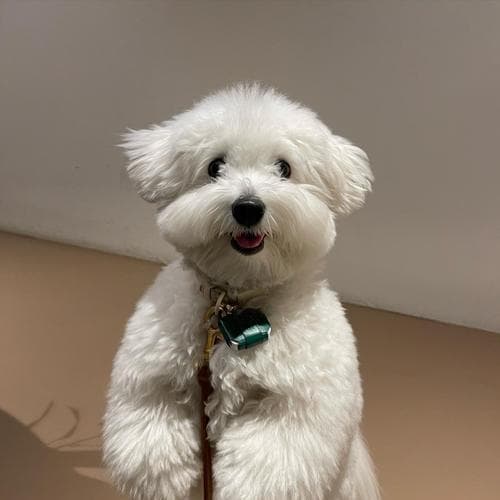 如何科学饲养棉花面纱犬？（从日常护理到饲料搭配，详解棉花面纱犬养成秘籍）