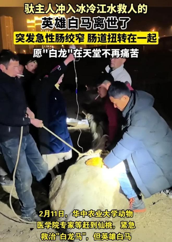 英雄白马"白龙"离世，全网哀悼！