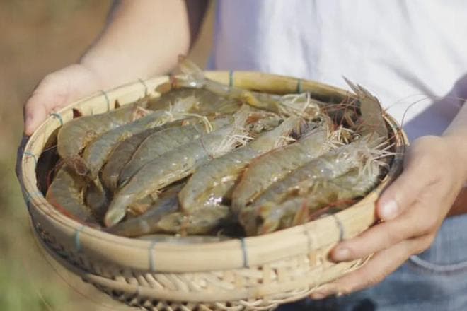 对虾的觅食行为，到底有什么秘密？学会这些，你也是养虾高手！
