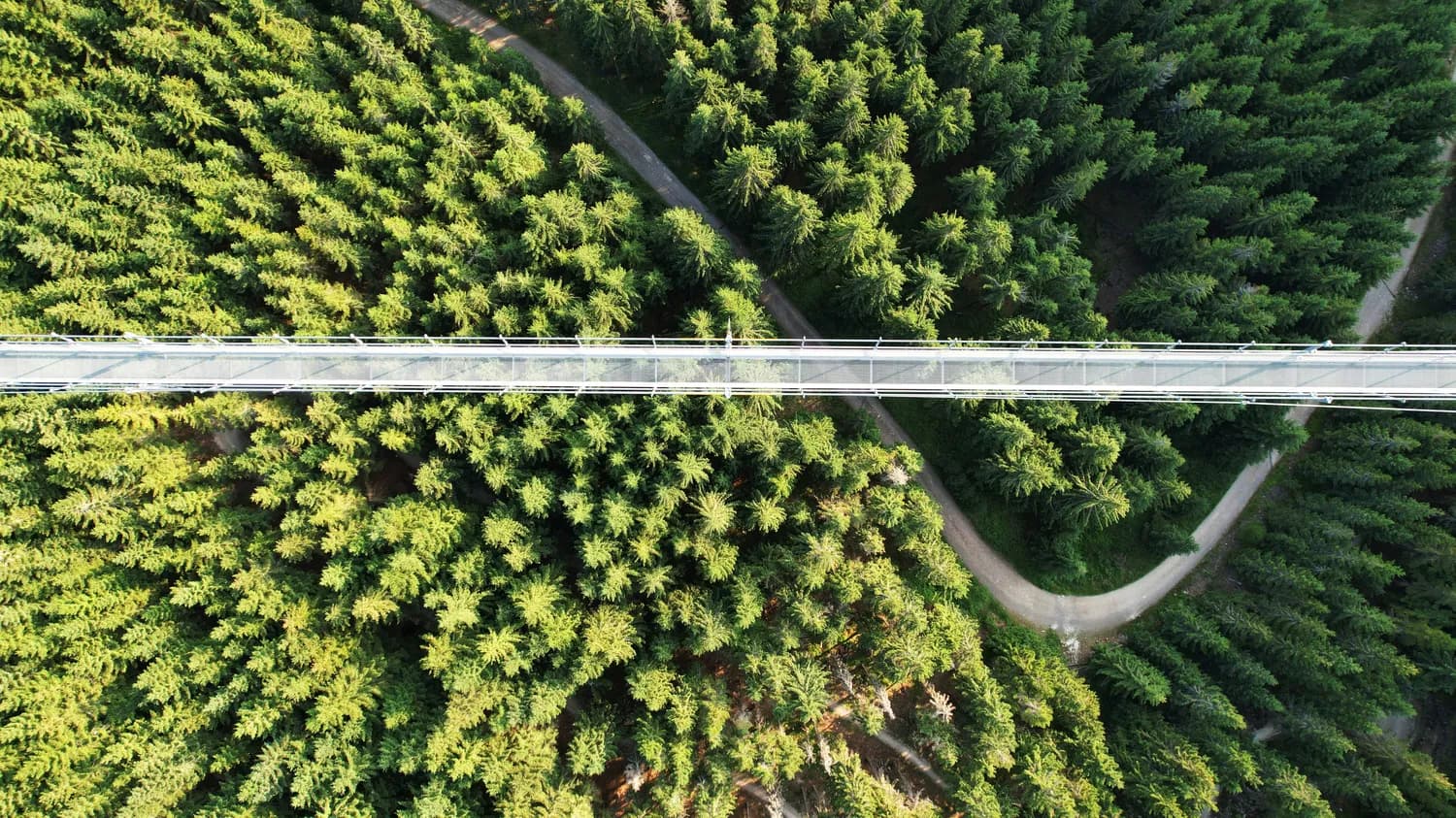 西双版纳望天树景区：36米高空漫步，揭秘热带雨林奇观