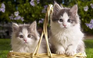 母猫引导小猫：猫砂盆使用教学