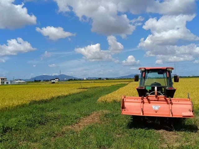 或成特朗普政府加征关税新目标，日本大米遭遇“内忧外患”