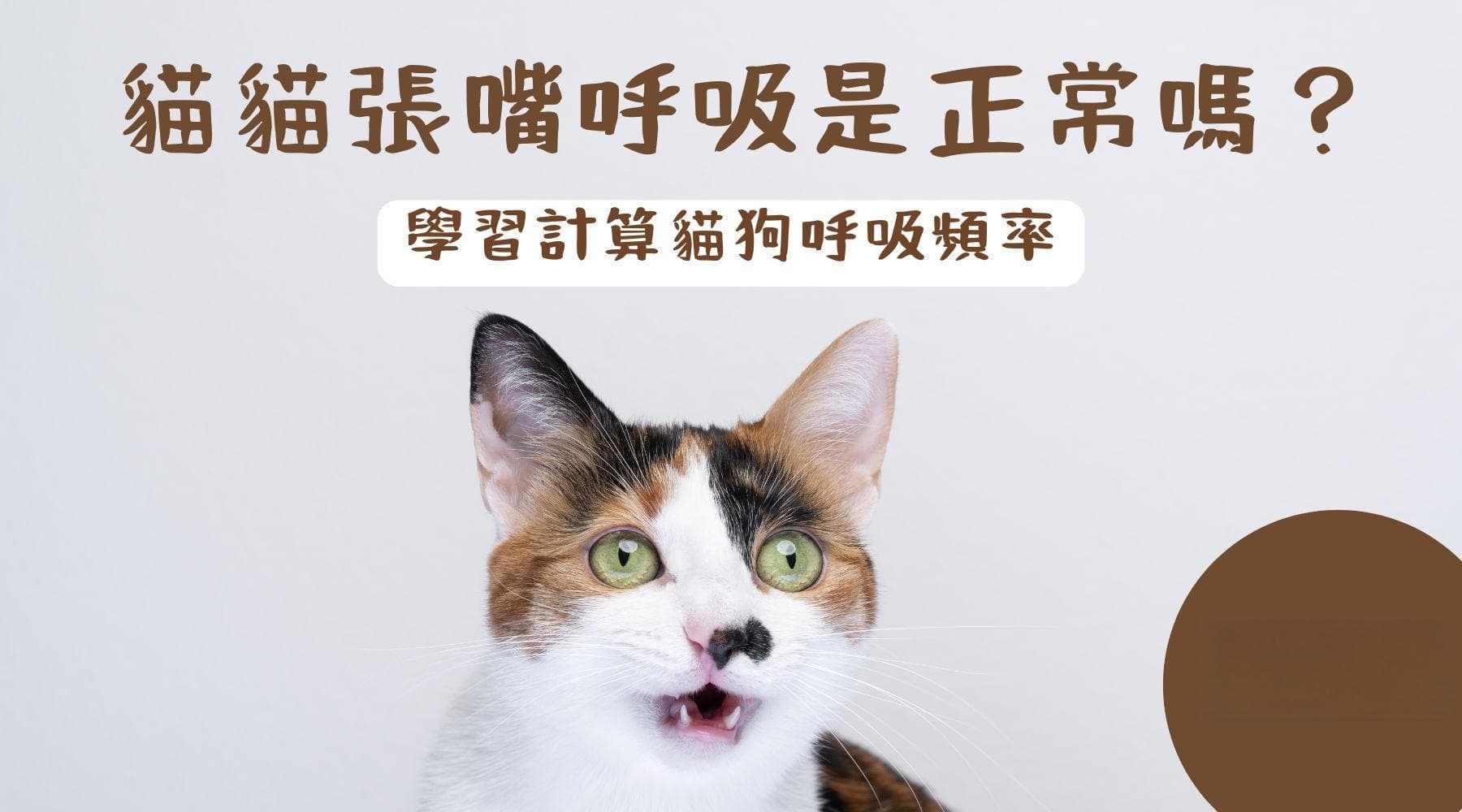 猫咪张嘴呼吸正常吗？学习计算猫咪呼吸频率（内附呼吸记录表）