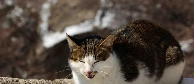 宠物猫的饮食管理（每日饮食频率如何掌控？——注意管饱别管胖）
