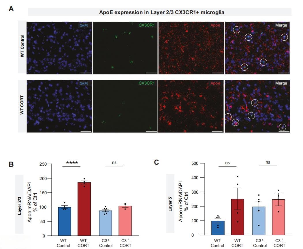 Nature子刊：补体与小胶质细胞激活介导应激致突触丢失