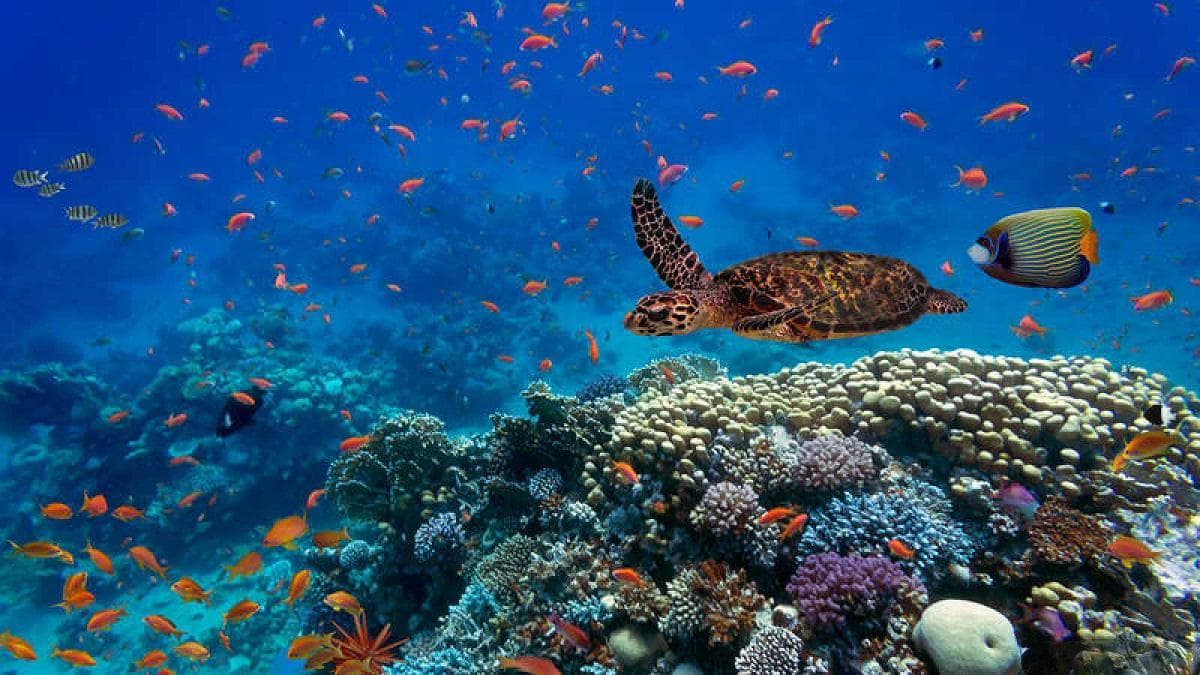 海洋生态系统、动植物群的特征和类型