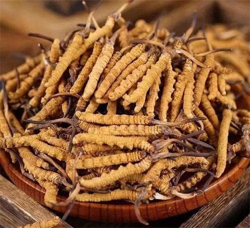 冬虫夏草的3种保存方法和对应的保质期