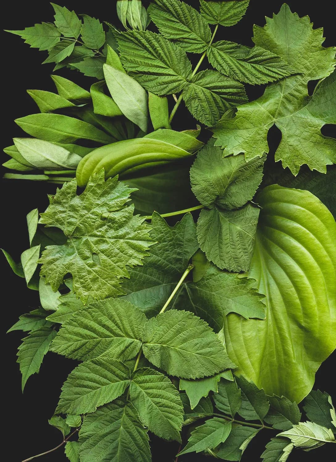 三款叶子茶饮，助你稳定血压！