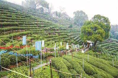今年西湖龙井茶何时开采？