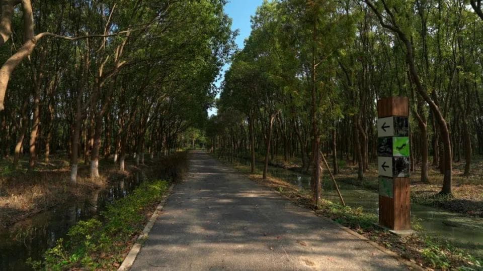 青浦张马村开放休闲林地，让密林可穿行