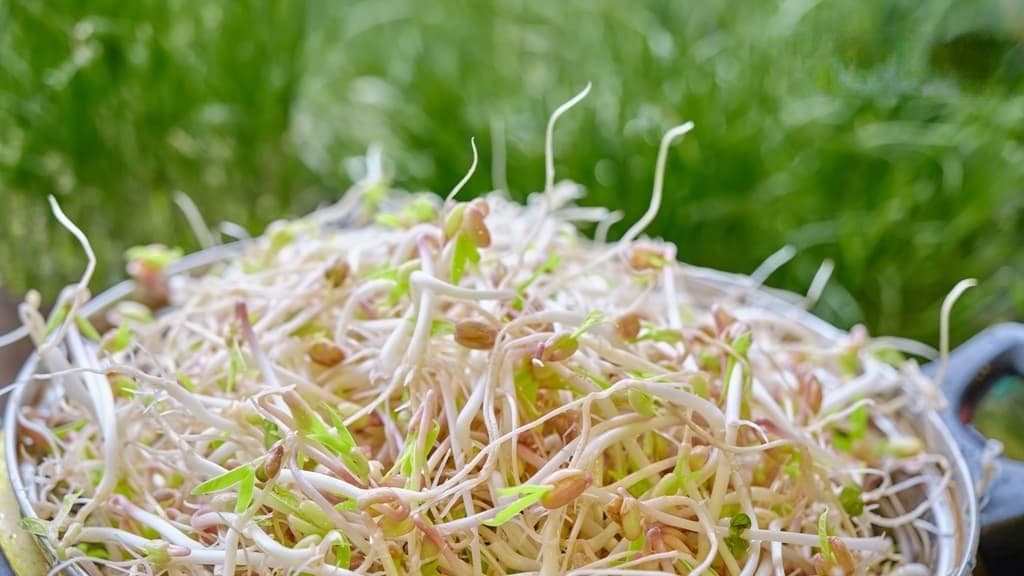 豆芽菜最佳保存法！冰一周依然脆口 怎麼挑、怎麼煮最好？