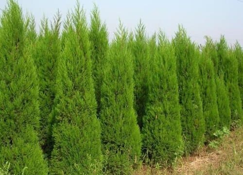 松柏怎么过冬天？这些管理养护方法请收好